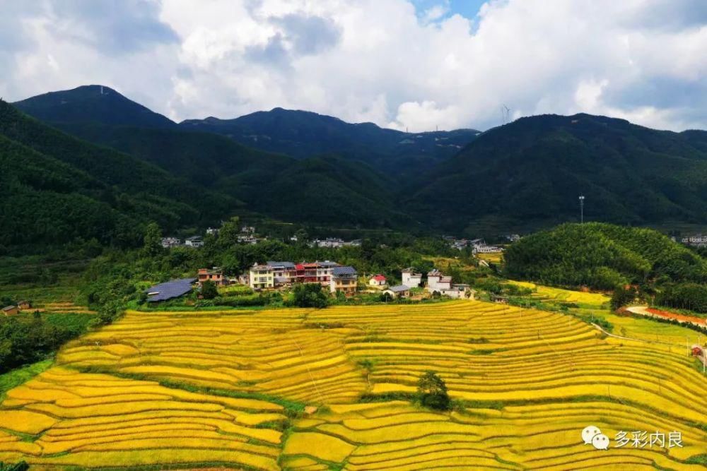 生态|喝着山泉水长大的内良高山稻米，认识一下