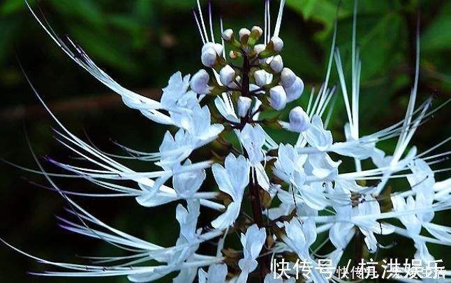 石良药|农村俗称“肾草”，遇到赶紧挖回家，如今很稀少，是打结石良药