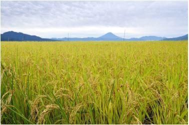 买大米,胚芽米和糙米哪种好吃?老农民教你2招,炒饭煮粥味道正