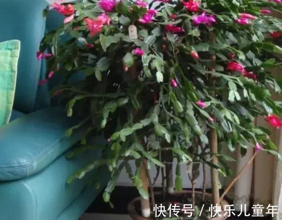 蟹爪兰开花期间叶片干瘪发蔫,花苞打不开,是什么原因造成的