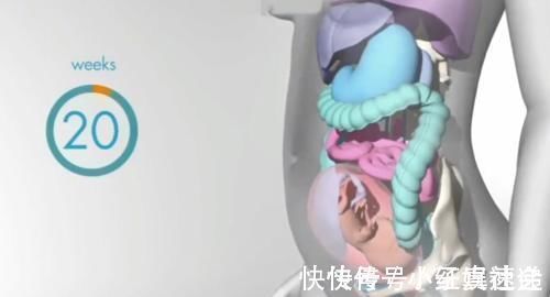 快速增长|怀胎十月,胎儿把妈妈的内脏挤哪去了?十张过程图带你了解