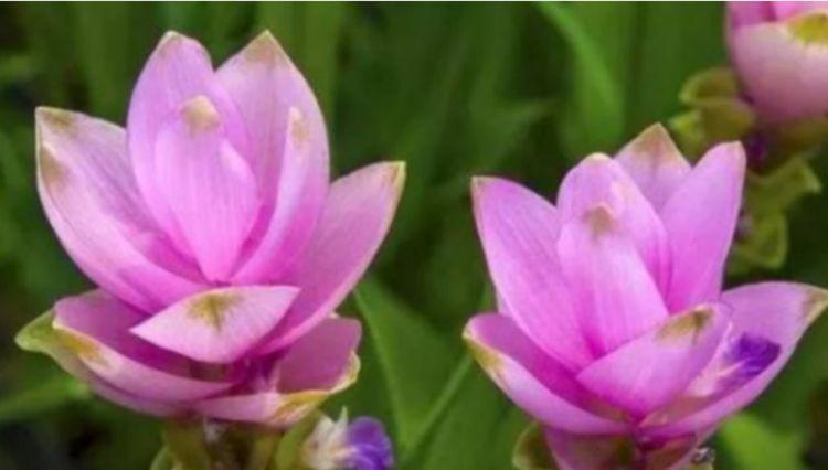 “4种花”养家里,开花不断,花美色艳,花儿轻松开爆盆