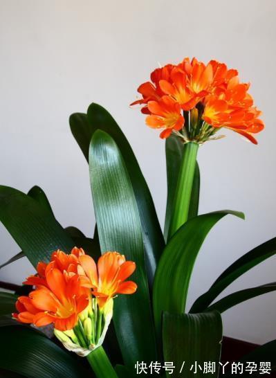 秋冬养君子兰，经常做4件事，叶大油绿开花美，开完一茬又一茬