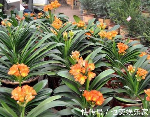 3种花“太值钱”，不用去买，将“枝叶”拿来扦插，在4月就生根