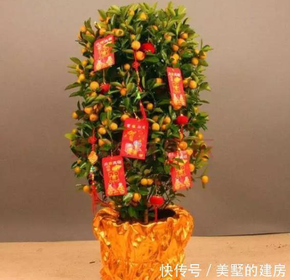 9种“带钱花”,家里养一盆,寓意财源滚滚来,最后2种你见吗?