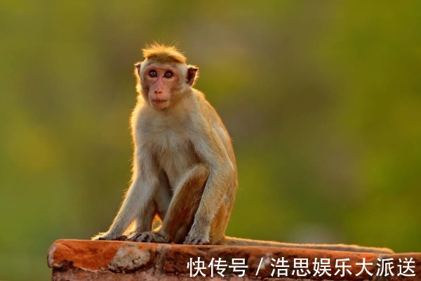 煞曜|不出2天，属猴人会遇见下面1个人，是你命中最大的贵人！