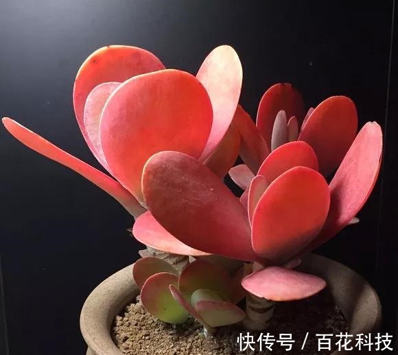 要点|60种多肉图鉴及养护要点,1分钟学会,超全超实用!