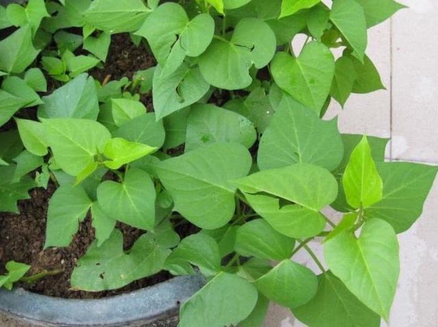 阳台上最好养的“3种菜”,种一次,吃不完,收获一盆又一盆