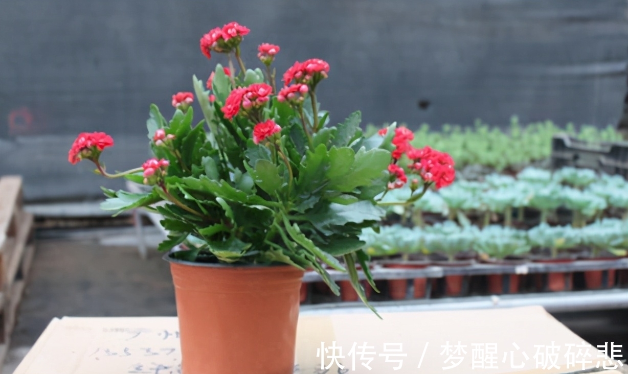 花卉|养花小窍门：喂点这2样“营养品”，植物个个根壮叶绿