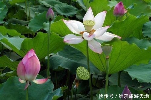 家庭|一个家庭中出现这3种征兆,必定人才辈出,子女有福