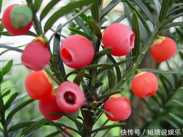 黄杨|这4种盆景最好养,少光低温也能四季常青,寓意好家里人都喜欢