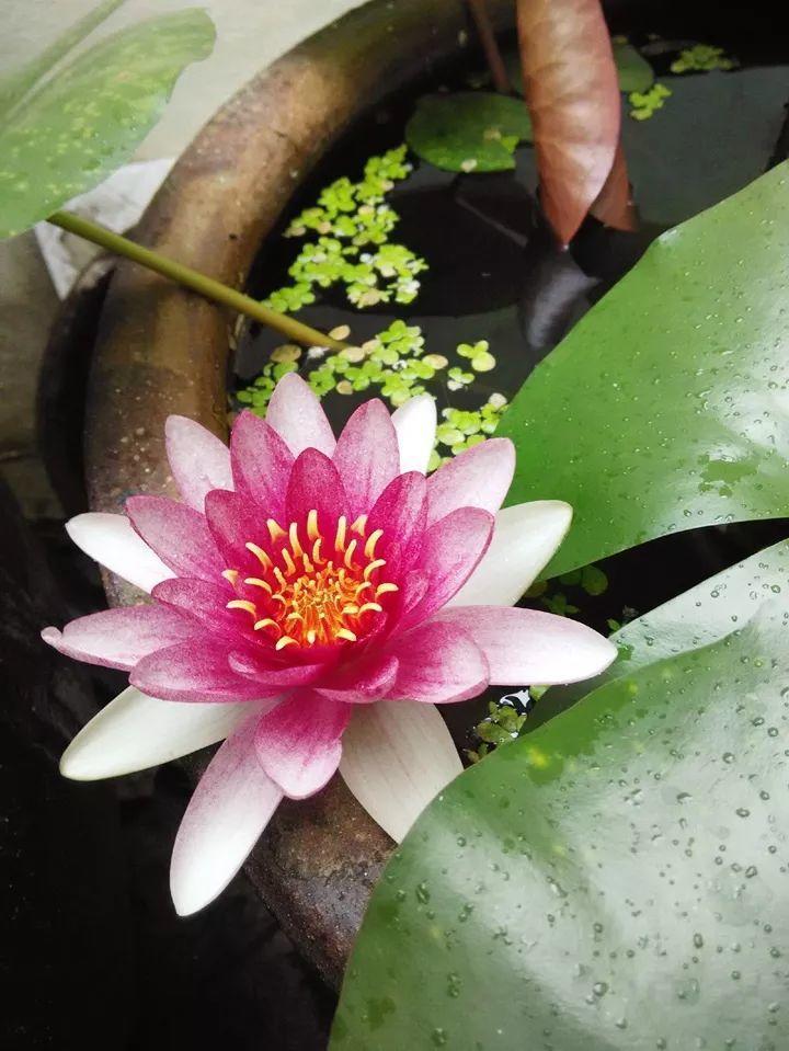 30斤的大水缸,拿来养花成宝贝,怪不得都抢着要