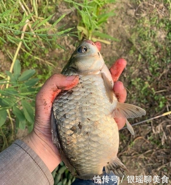 窝里鱼很多就是不开口？分析不开口原因，解决后大概率狂口！