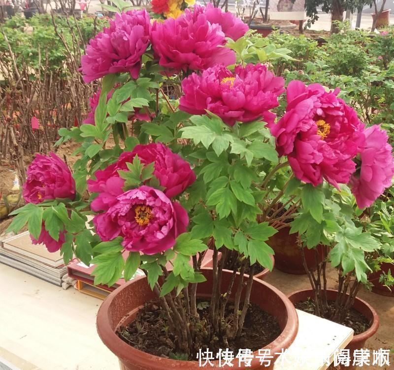 4种花要富养,根多“爱吃土”喜欢大花盆,用对了利于生长和开花