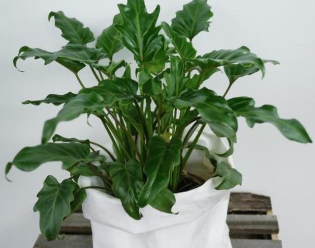 上档次|春羽、小天使、龟背竹叶片相似,观赏性强,摆在家里上档次