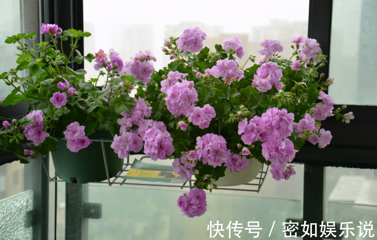 上厨房找这“3样”养花，强根养叶、驱虫、增肥不在话下