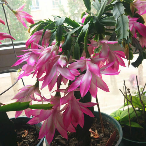 蟹爪兰烂根了,不用嫁接,盆里放2样东西,10年不烂根