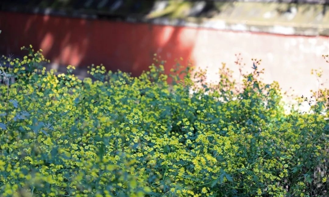 甘菊|野趣盎然 甘菊之美