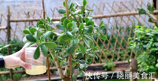 家养玉树的修剪，咔嚓两剪子，颜值整容式提升