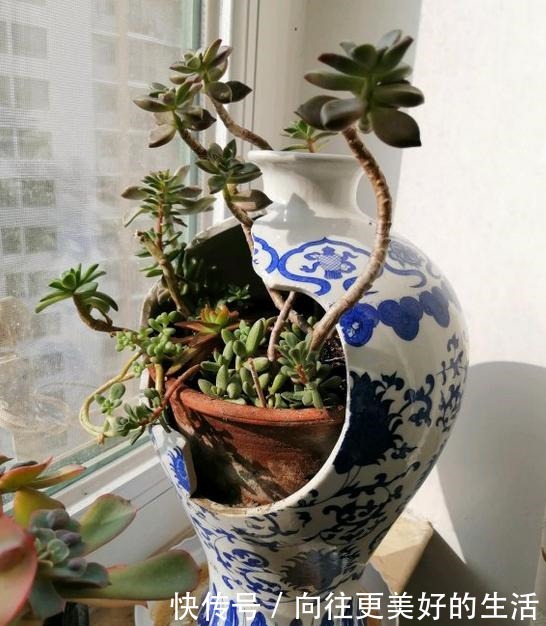 养多肉,不再为缺少花盆发愁,取一瓢,取一碗,取一瓶都能养!