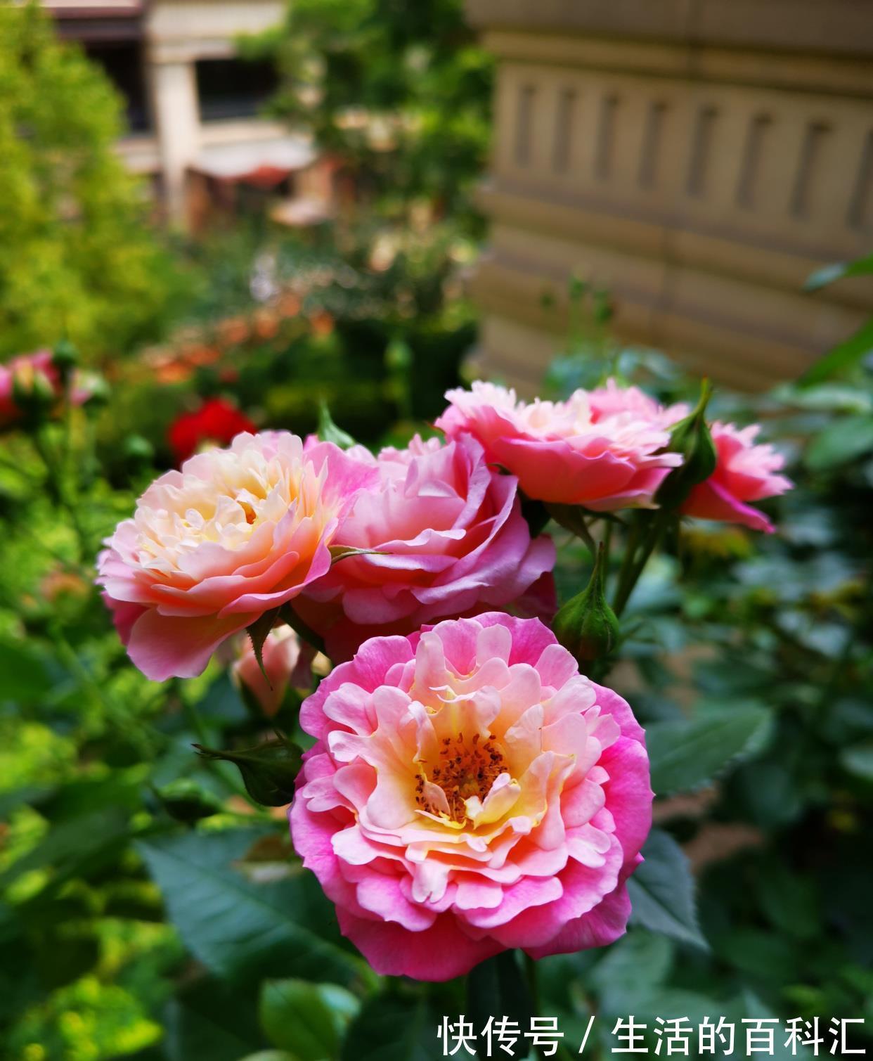 花友|阳台盆栽新宠，花朵美又香，丰花勤花，冬天也有花看