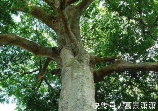 毒箭木:世界上最毒的树木,几滴放倒一头牛,古人用它制作毒箭