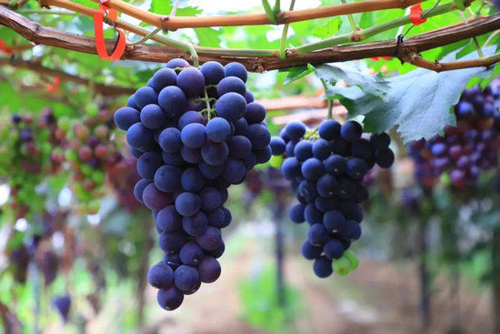 润肺|秋季常吃这3种水果可润肺防秋燥 桃子营养丰富