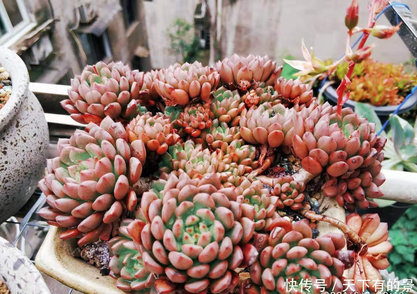 肉友|红宝石一直长花箭是咋回事?甭理它,它就是多肉植物中的“骡子”