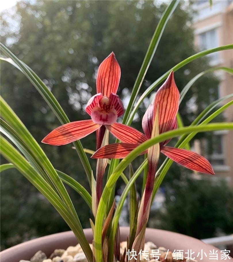 花色|别养月季了！此兰是“香花之王”，又美又仙，火了20余年