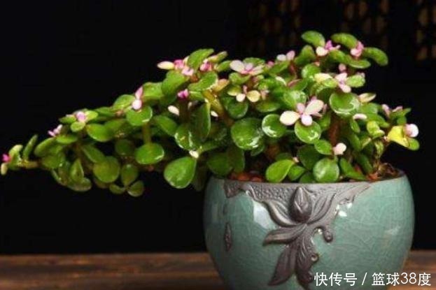 盆景|养金枝玉叶不能懒,耐心掌握4个“要点”,快速养成高颜值盆景