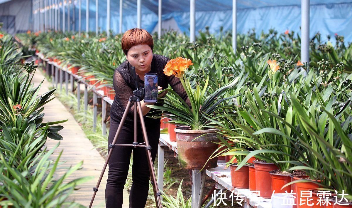 养兰花、君子兰你还施肥吗在土里加它，比肥料长得还好