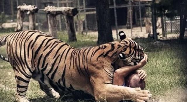 泰森|武松真能打虎泰森自传透露,曾险些被2岁老虎拍晕,后低价卖出