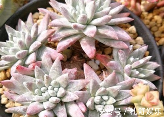 多肉植物|养多肉用1种“溶液”,再也不徒长,叶片长得肥又厚,疯长到爆盆