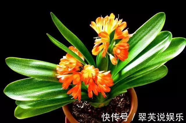 家家|家家都养君子兰,都养得好吗最全的君子兰养护技巧分享给大家