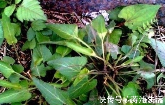 野草|农村这种常见的野草,能清热解毒,凉血消肿,清肝明目,你认识吗