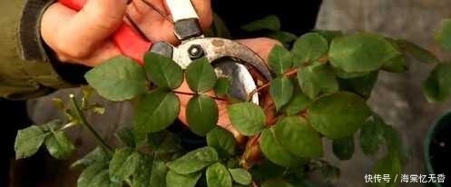 春天把盆栽这5个地方“剪光光”，才能花开不断！