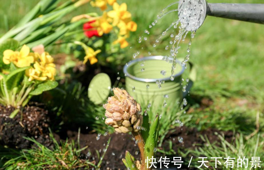废水|不用这2种“水”浇花,夏季养花基本不出问题