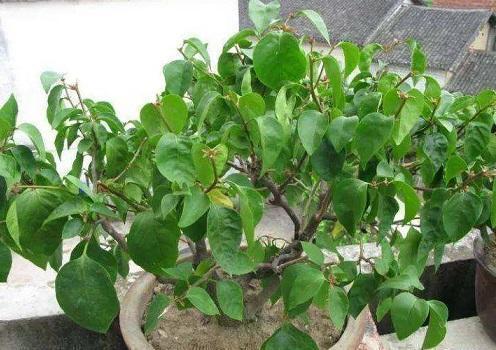 三角梅只冒叶子不开花，找准原因，花比叶子窜得快，这招真有用