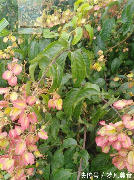 红斑狼疮|山砒霜,见过吗?治类风湿性关节炎、红斑狼疮、银屑病