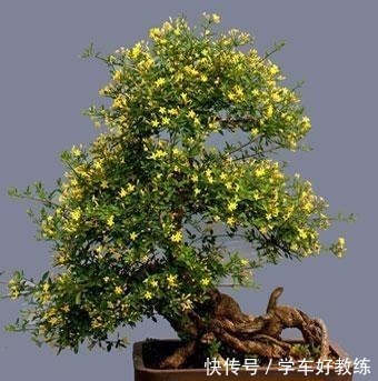 给桂花树施肥有“三个时期”和“四忌”之说,养桂花不能不了解!