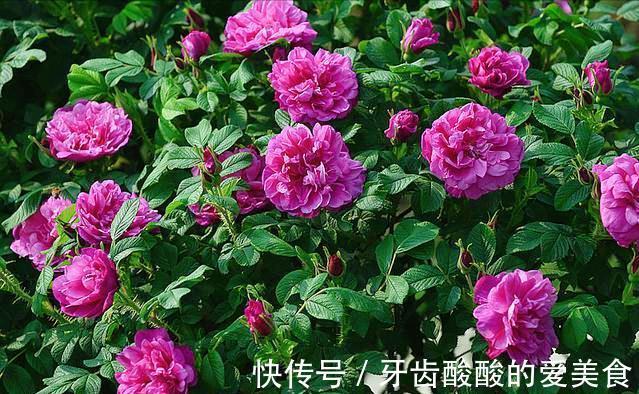 芦荟|6种“女人花”能吃又好闻,采花泡茶养容颜,女人养花,花养美女