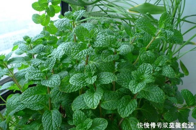 风油精|这2种草没人重视,其实是“止痒草”,比花露水都管用