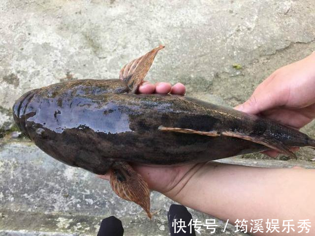 安徽一男子钓上“虎头鲨”，钓鱼老大爷：我快10年没见过了