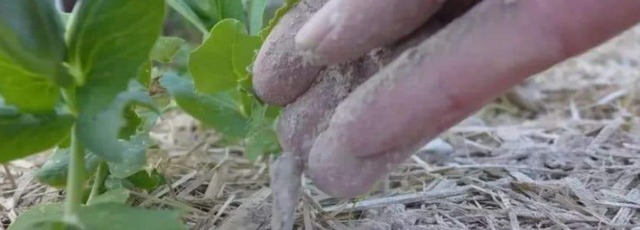 草木灰可以直接拌土用养花吗?