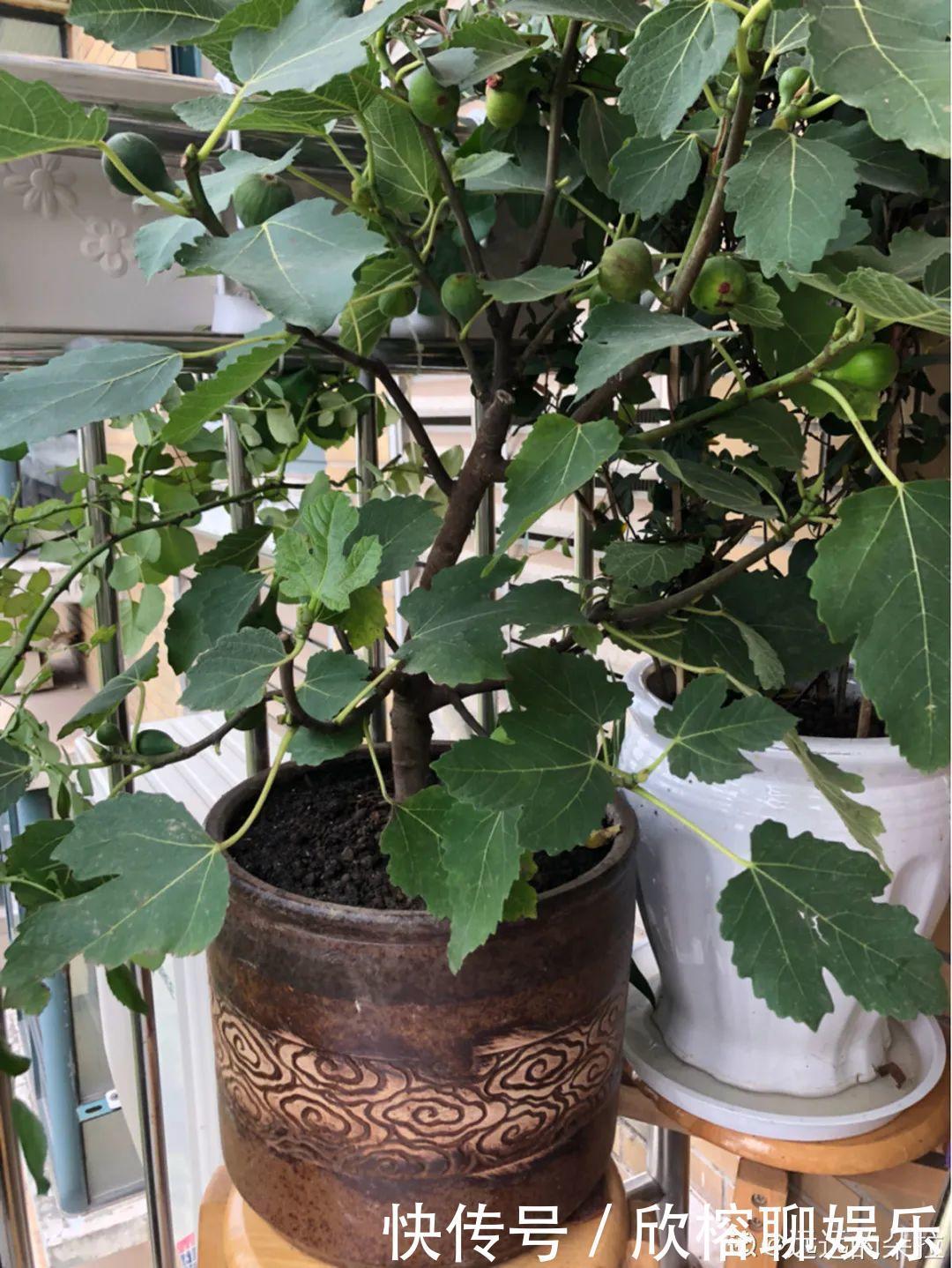 花花|大粗杆插土里，7天生根，当年结果压弯枝，不用买水果了！