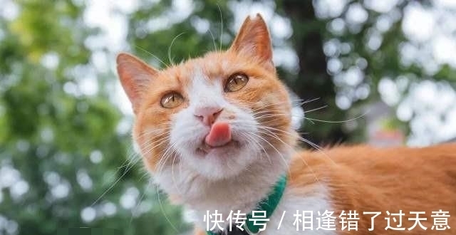 故宫|故宫里共有100多只猫，个个都有“工作”，没有一只是吃白食的