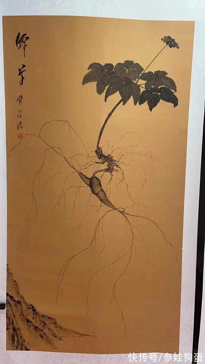 野生人参纯度鉴别