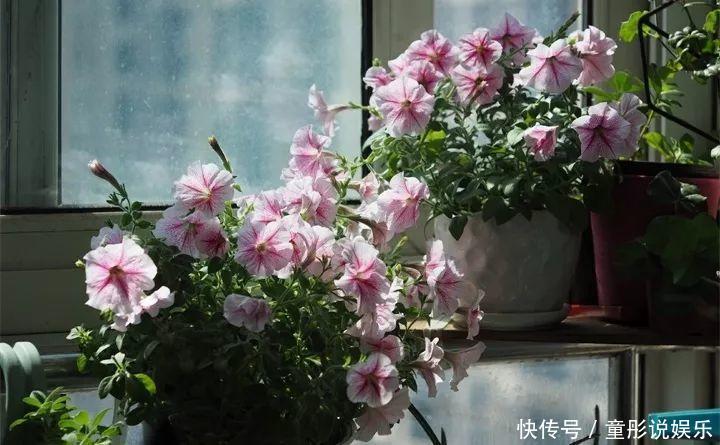 晒不死的6种花,扔阳台不用管,越晒花越多!