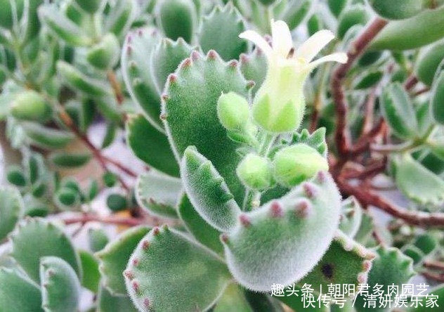石楠树|秋季养多肉，抓住这2点，个个饱满出状态