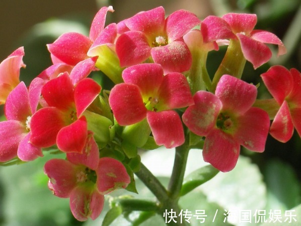 花期|养花不如养些菊花，此几款菊花漂亮又好养，芳香馥郁，绚烂多姿